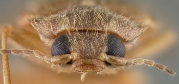 Media type: image;   Entomology 21786 Aspect: head dorsal view